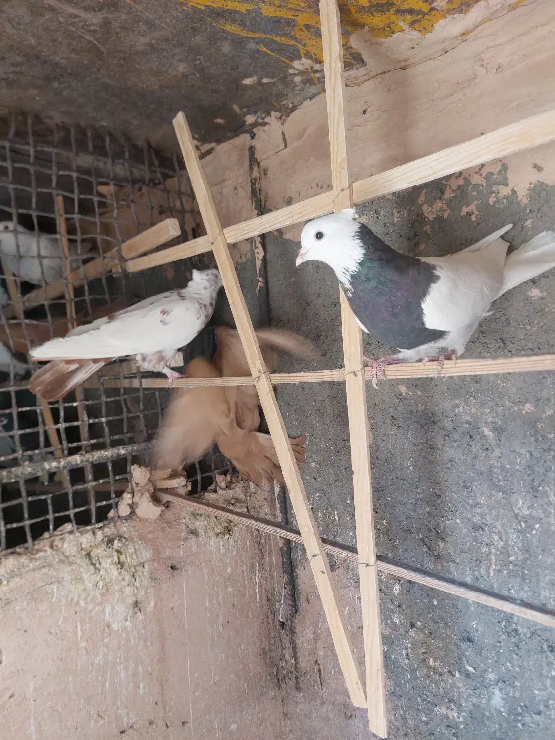 کفتر زرد و طوقی هفرنگ|پرنده|سبزوار, میدان بار|دیوار