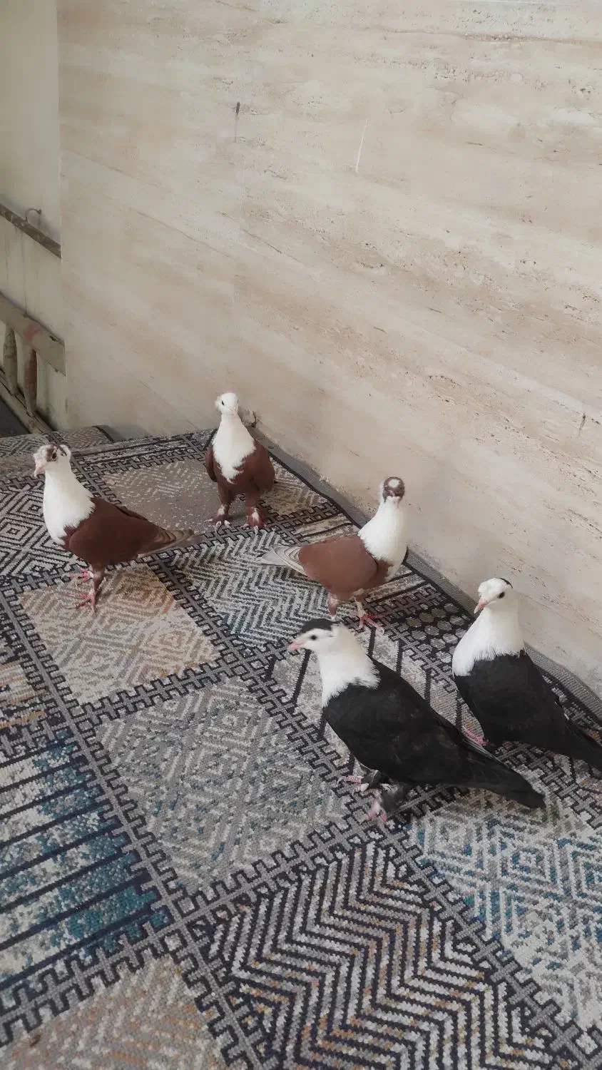 کلاغ کربلایی کاکلی شاخی|پرنده|مشهد, ادیب نیشابوری (شهرک غرب)|دیوار