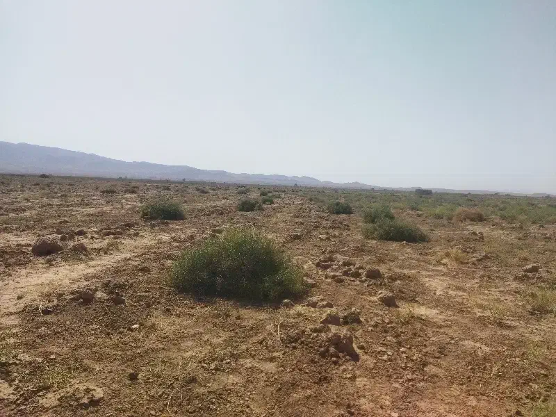 خار شتر درجه یک|عمدهفروشی|خوشاب, |دیوار