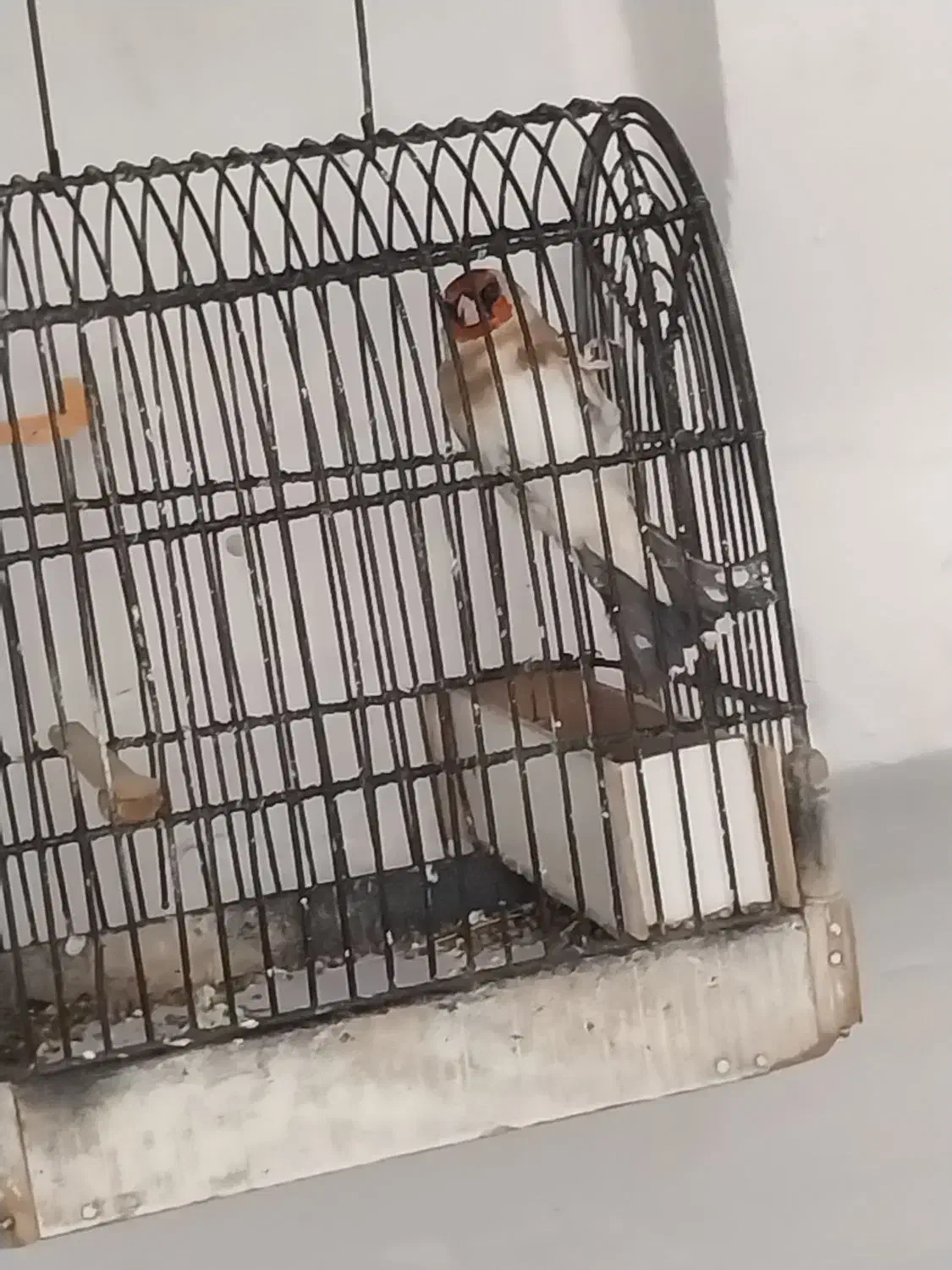 سهره|پرنده|ازنا, |دیوار