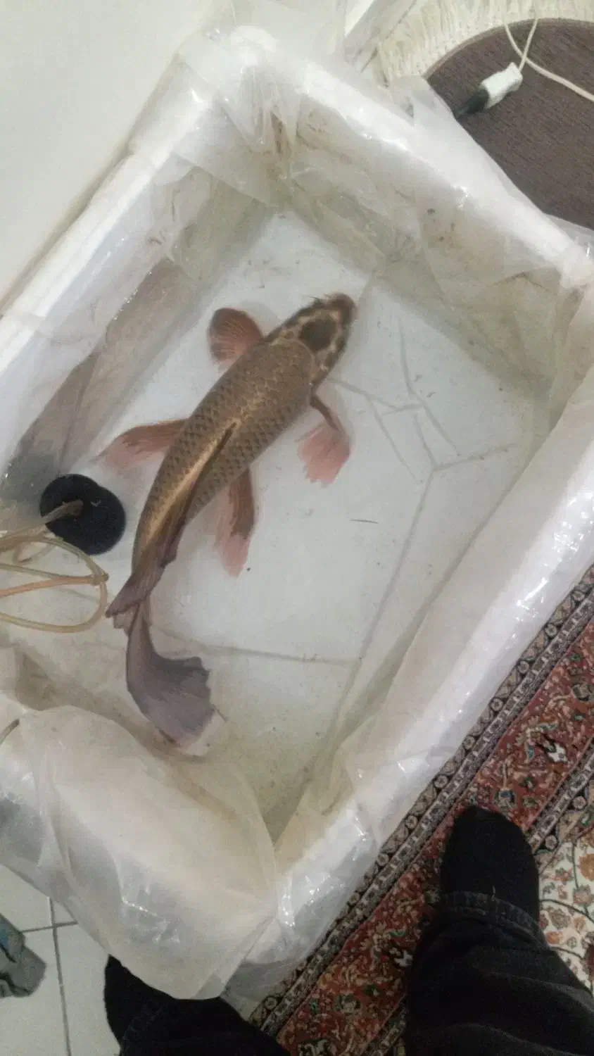 ماهی کوی|ماهی|تهران, افسریه شمالی|دیوار