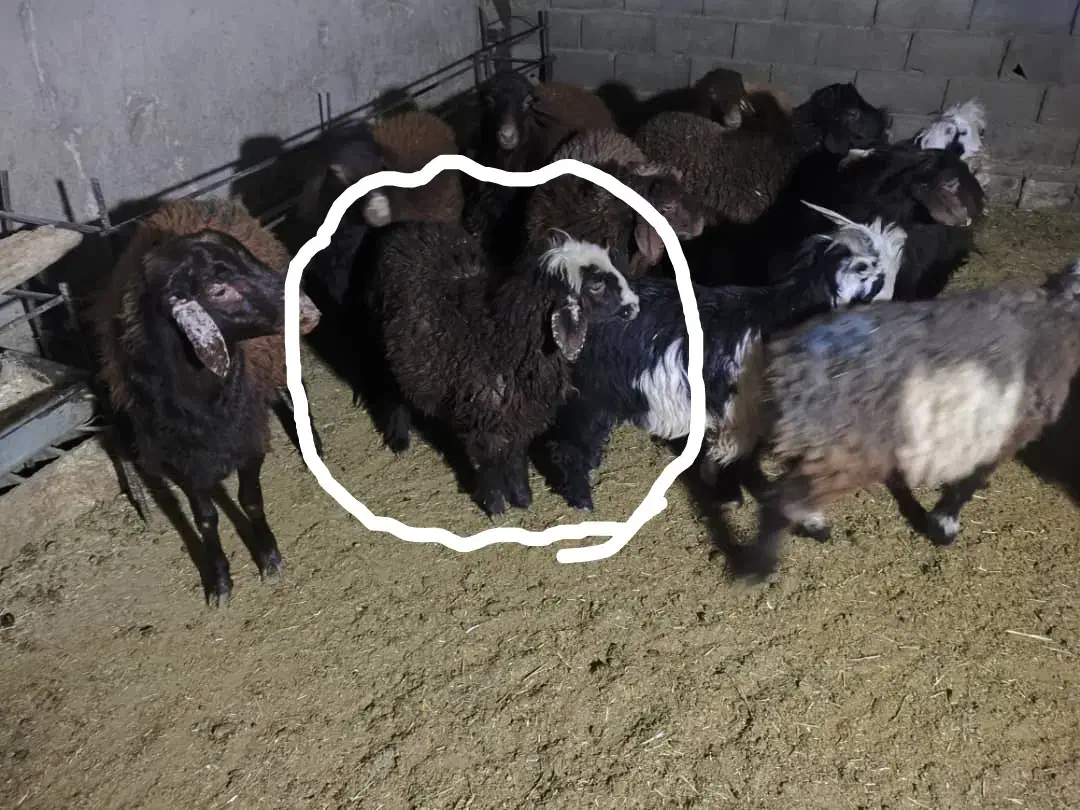 قوچ سرحال تخمی و برندیل با بره|حیوانات مزرعه|لردگان, |دیوار