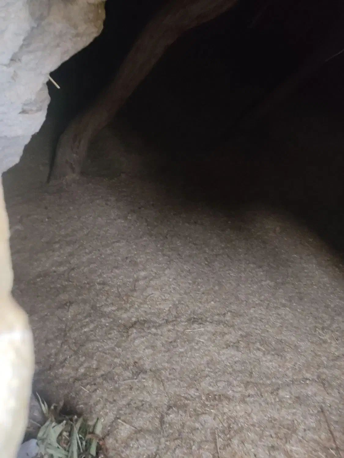 کاه یا سامان گندم|لوازم جانبی حیوانات|چهاردانگه (آذربایجان), |دیوار