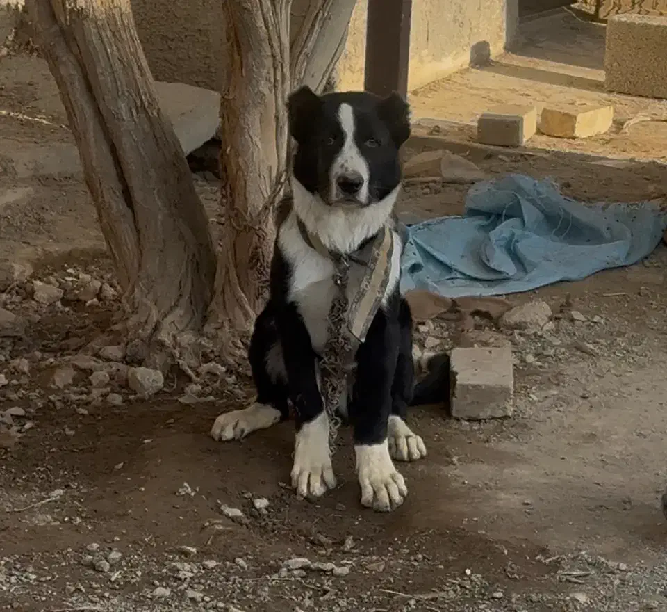 سگ توله قدرجونی|سگ|باقرشهر, |دیوار