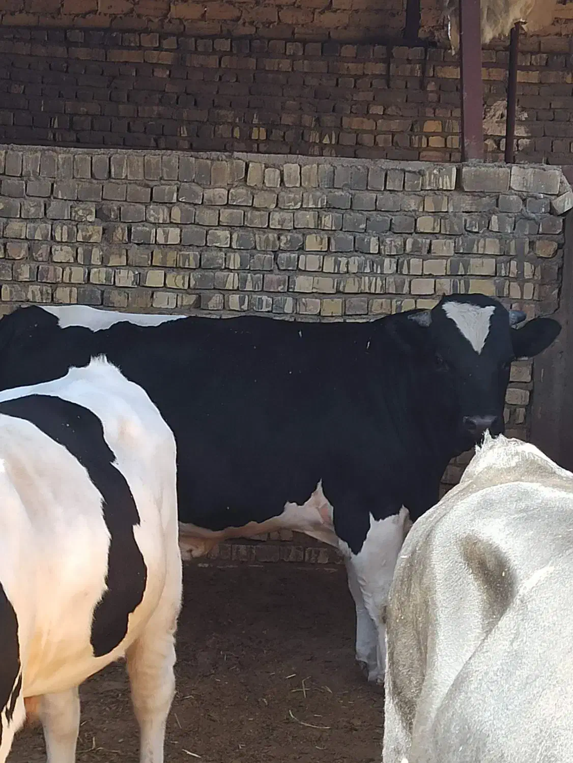 گوساله چاق|حیوانات مزرعه|قم, پردیسان|دیوار