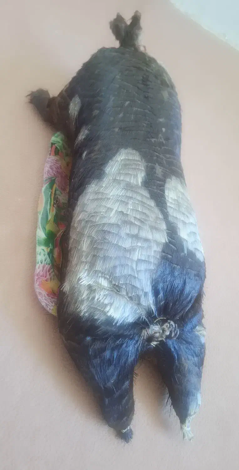 خیگ روغنی|ظروف نگهدارنده، پلاستیکی، یکبارمصرف|ایذه, |دیوار