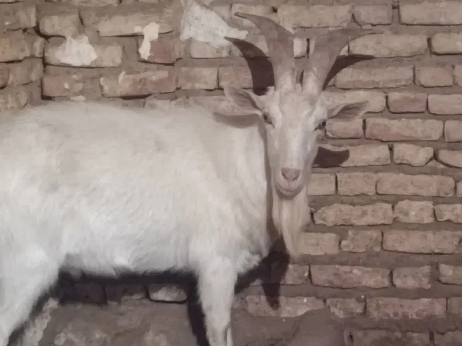 فروش نر بز سانن مخصوص نسل کشی|حیوانات مزرعه|بن, |دیوار