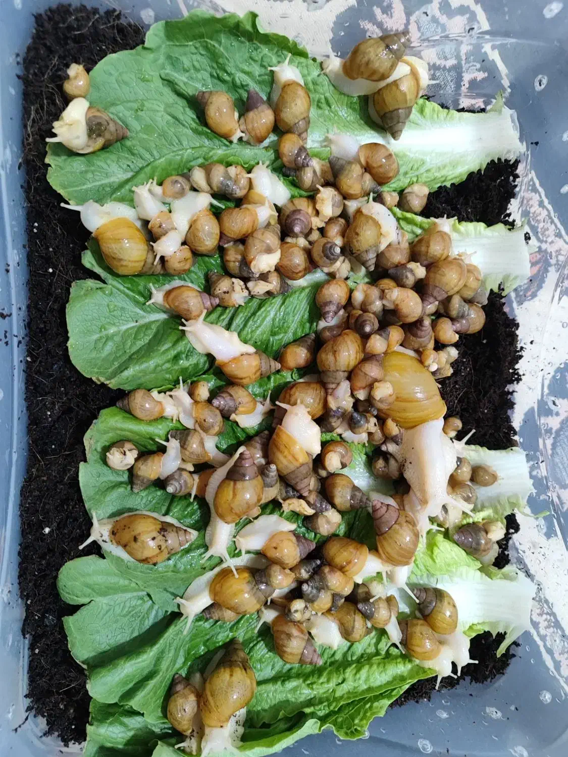 حلزون فروشی|خزنده|کرمان, |دیوار