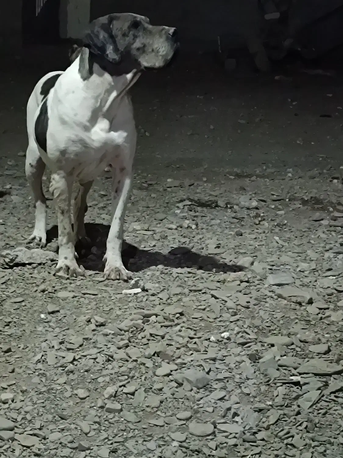 ماده گریدین|سگ|مشهد, نوید|دیوار