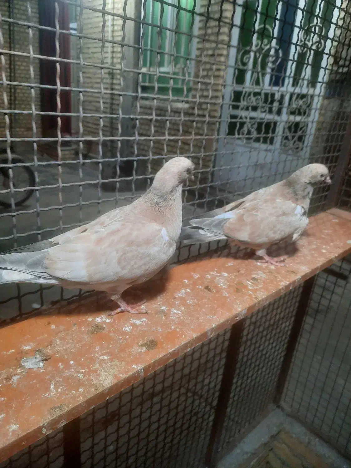 کله ای|پرنده|بندر ماهشهر, |دیوار