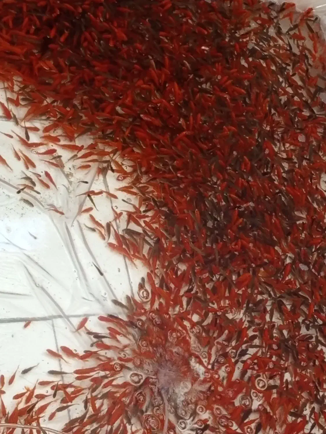 ماهی قرمز عید|ماهی|کشکوئیه, |دیوار