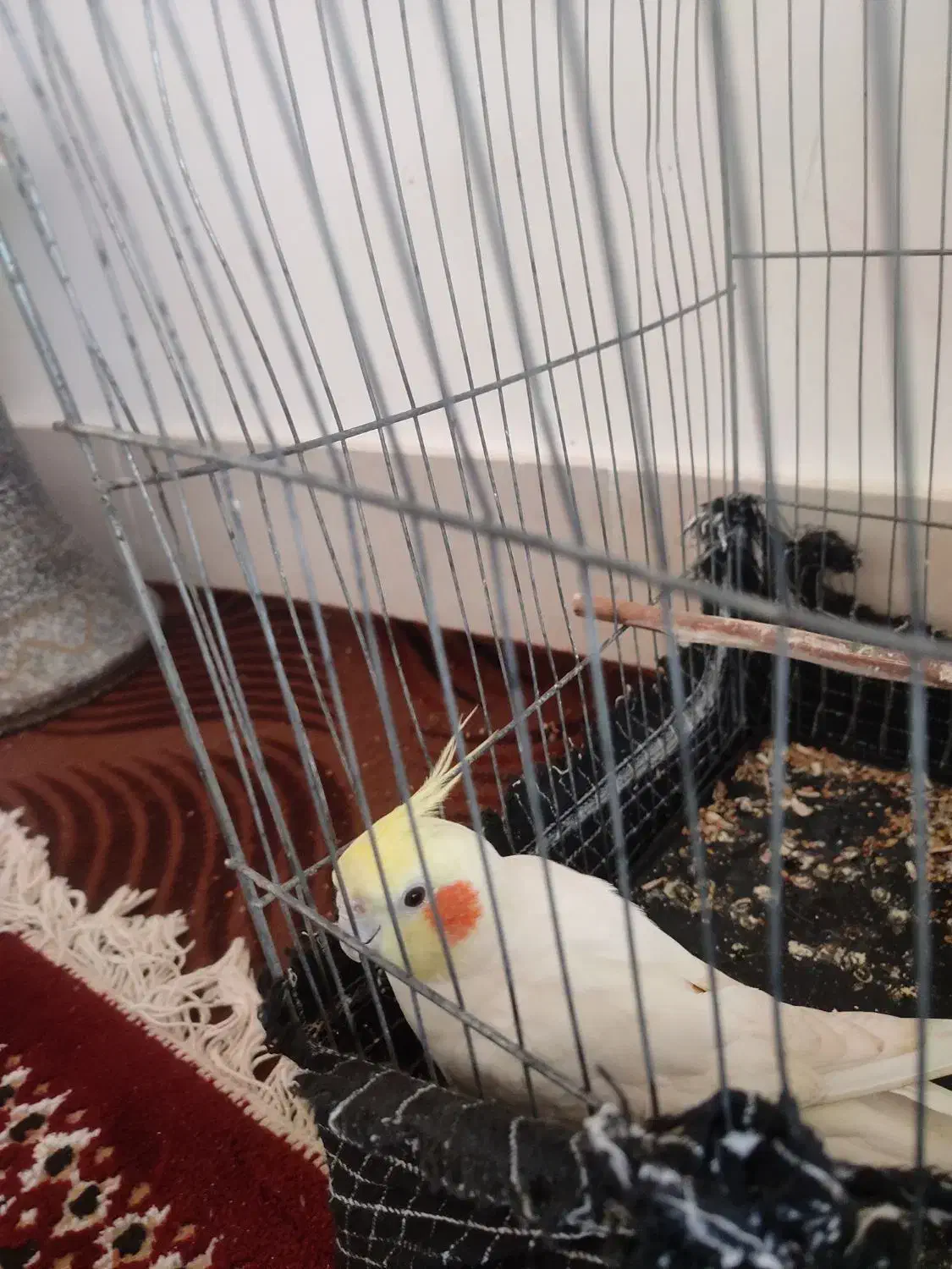 عروس هلندی کاملا دستی و آواز خوان|پرنده|مینودشت, |دیوار