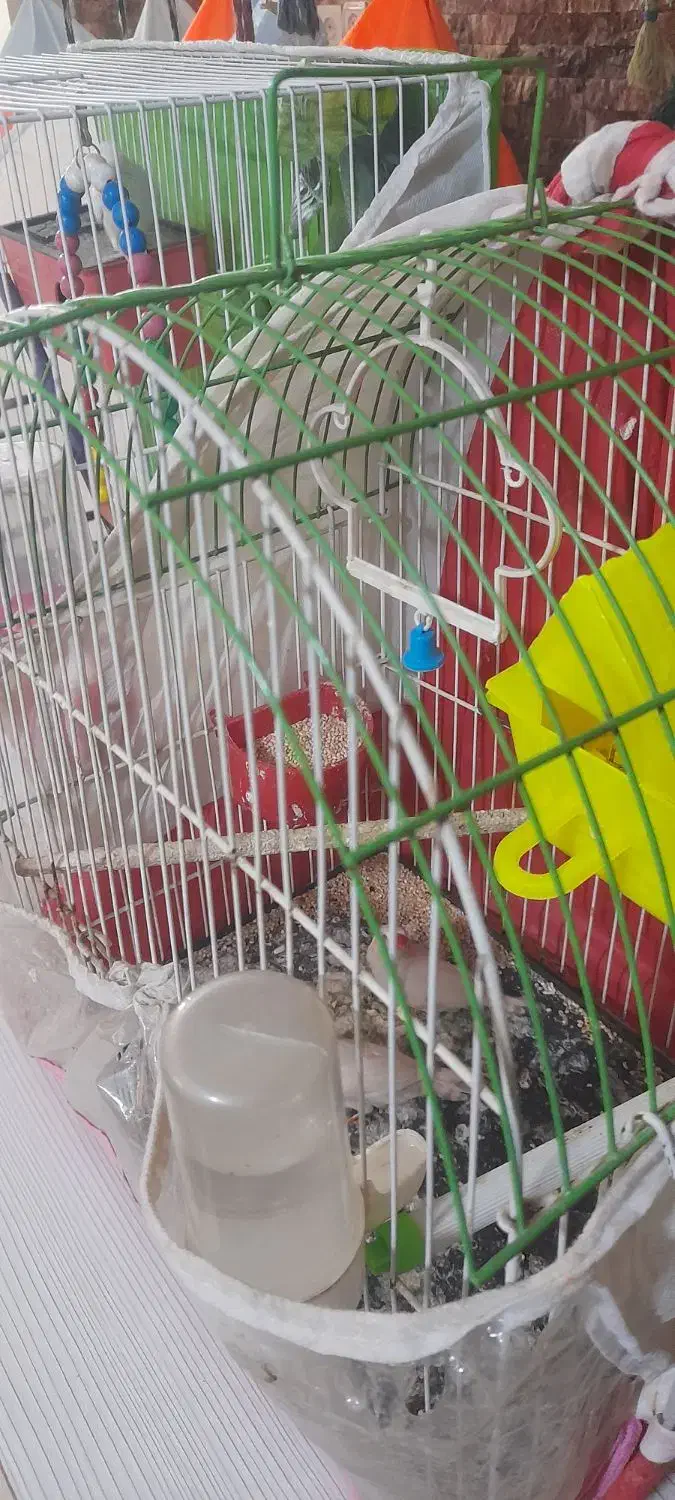 مرغ عشق فنچ با قفس کامل|پرنده|مشهد, زمرد|دیوار