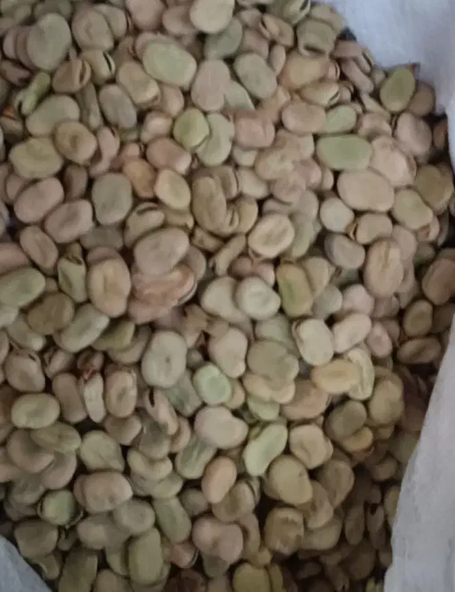 باقلا هیستال|خوردنی و آشامیدنی|گرگان, |دیوار