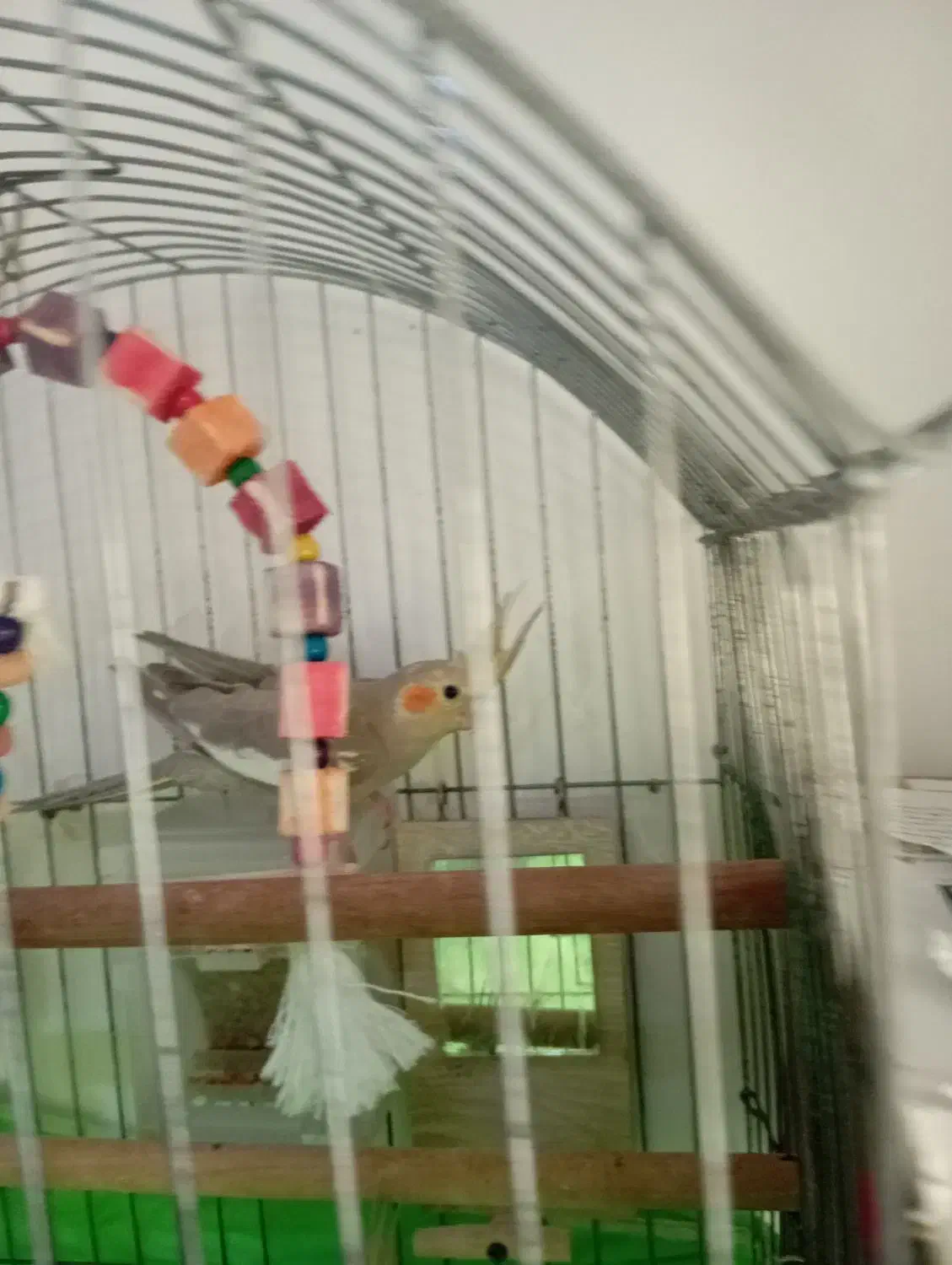 عروس هلندی|پرنده|لاهیجان, کوی زمانی|دیوار