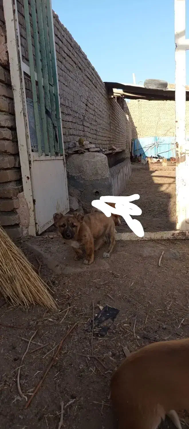 توله سگ پا کوتاه 300|سگ|سبزوار, رباط|دیوار