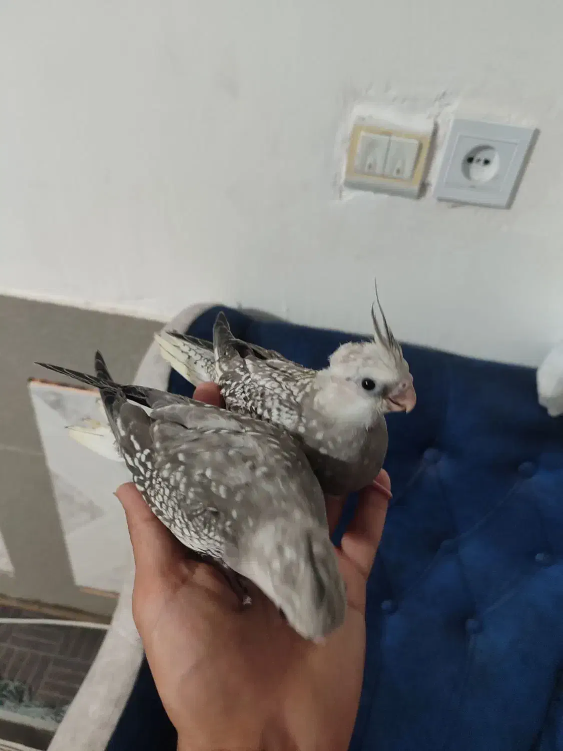 عروس هلندی|پرنده|پیشوا, |دیوار