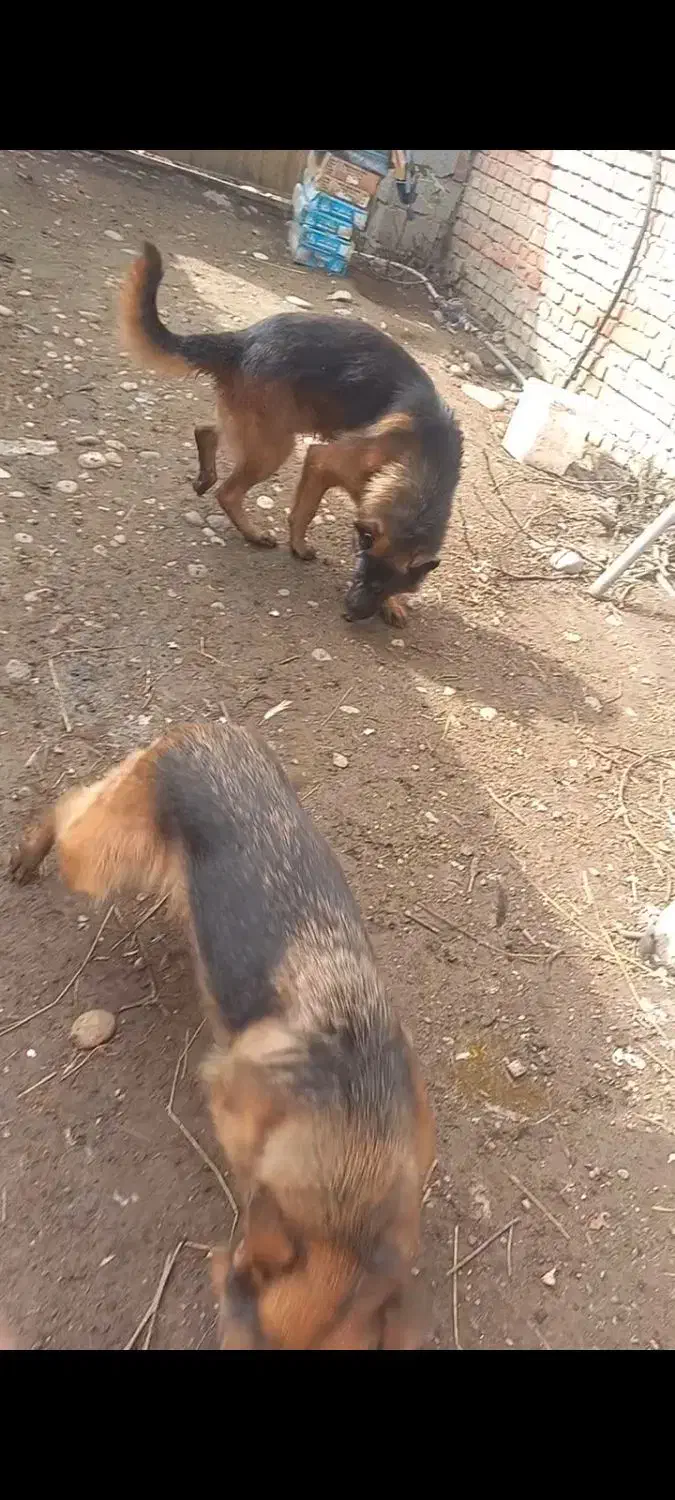 واگذاری یک جفت سگ ژرمن شولاین|سگ|قائم‌شهر, |دیوار