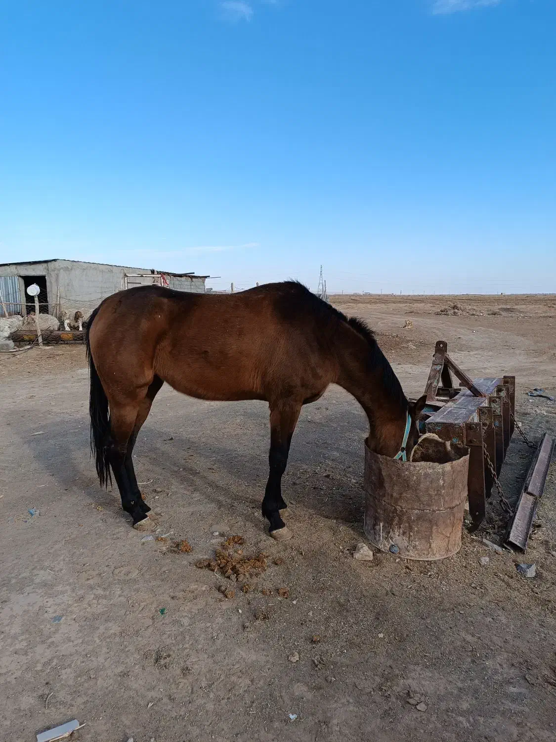 اسب|اسب و تجهیزات اسبسواری|جوین, |دیوار