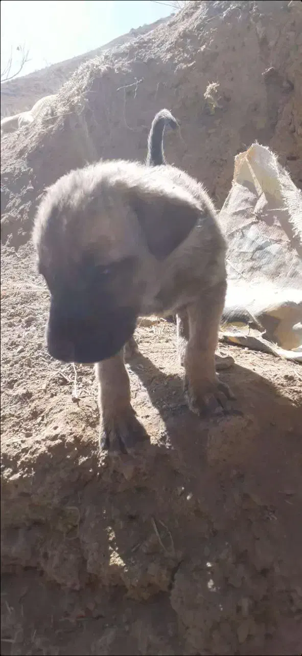 سگ محلی|سگ|ماسوله, |دیوار