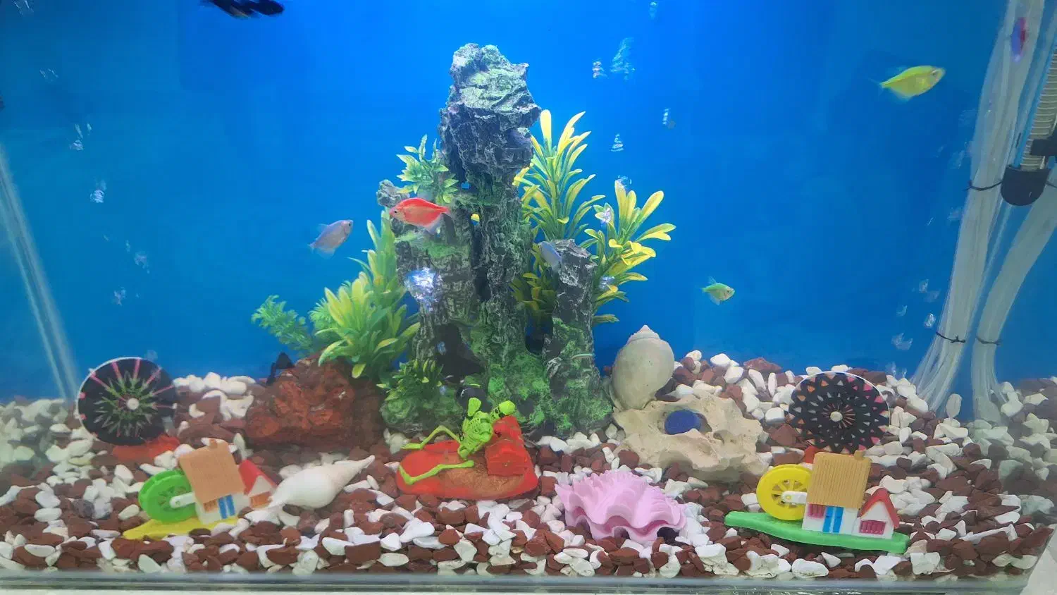 آکواریوم ولوازم وماهی|ماهی|قم, حاج زینل|دیوار