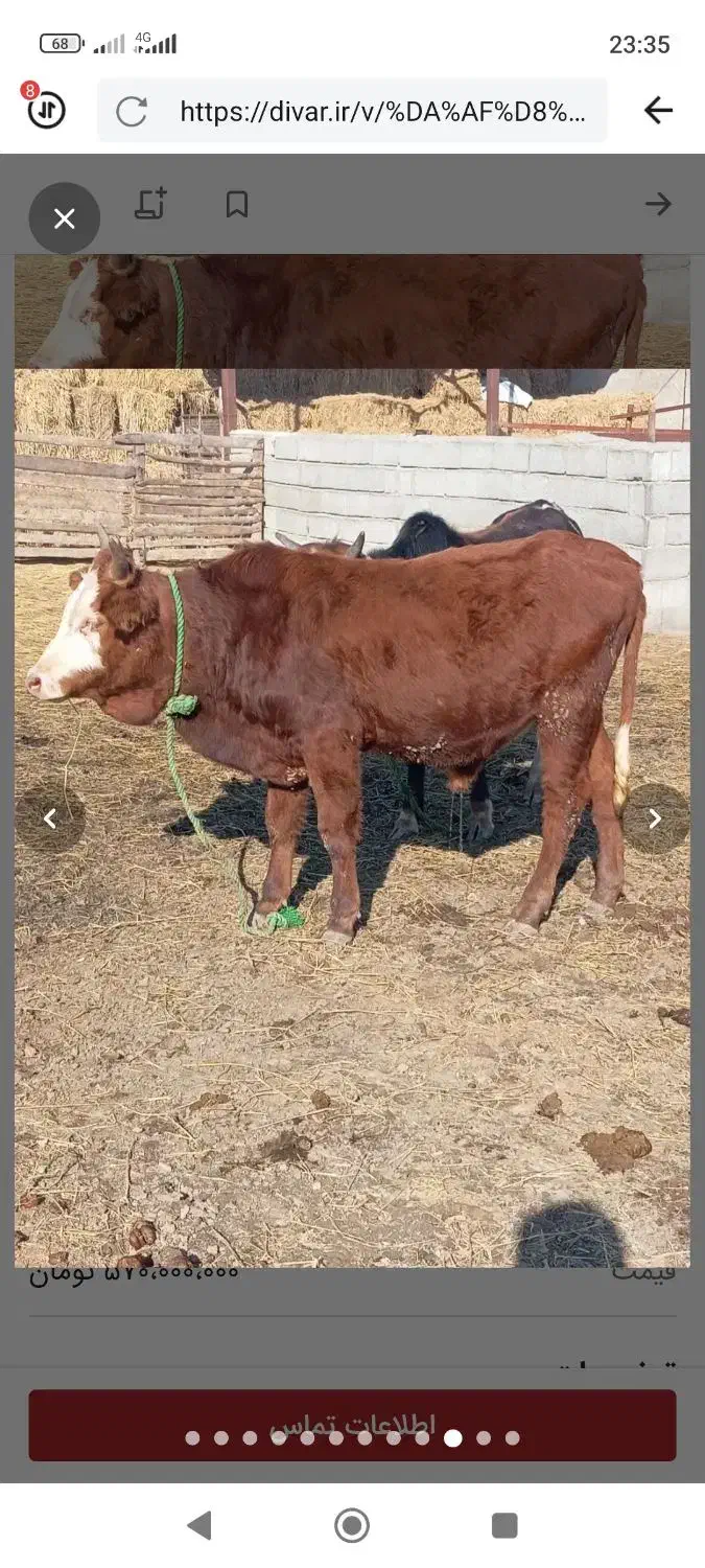 شیری.تلیسه.جوانه.ریز|حیوانات مزرعه|طبس, |دیوار