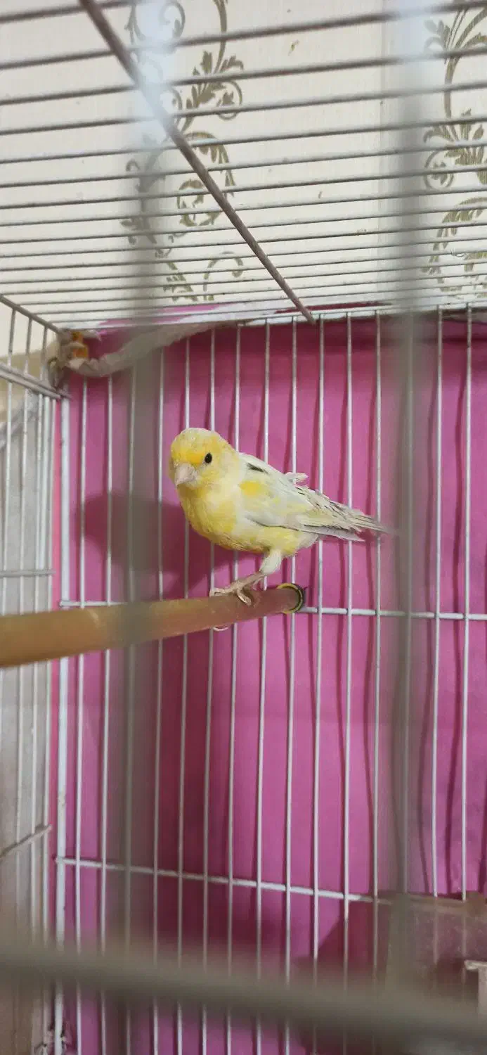 قناری مادهق|پرنده|مشهد, انقلاب|دیوار