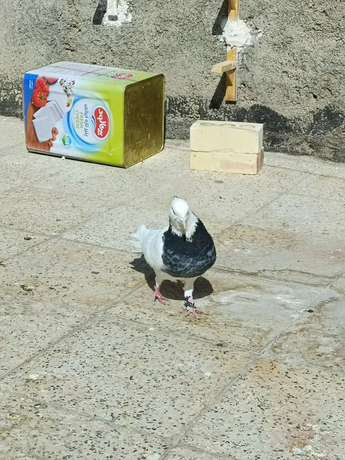 کفتر|حیوانات|مشهد, شهید قربانی|دیوار