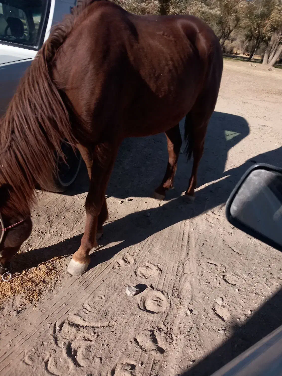 مادیان اسب|اسب و تجهیزات اسبسواری|دهگلان, |دیوار