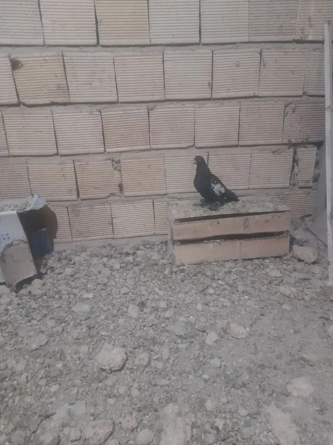 سیینه ای پاپر بلند|پرنده|چادگان, |دیوار