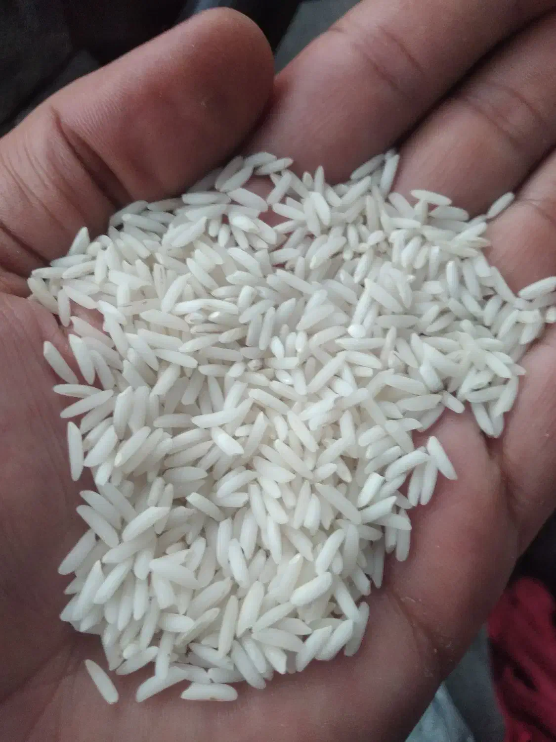 برنج هاشمی بدون سم|خوردنی و آشامیدنی|کوچصفهان, |دیوار