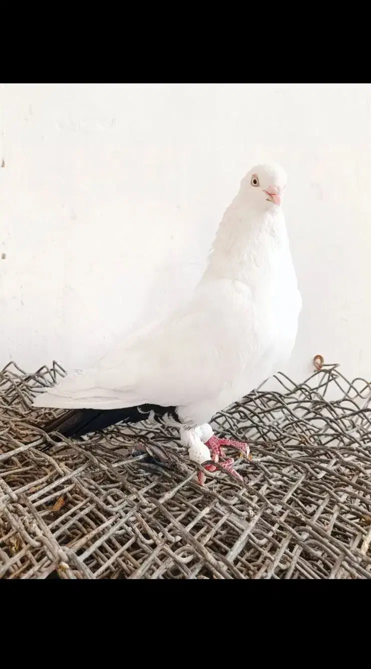 دمبی|پرنده|کرخه, |دیوار