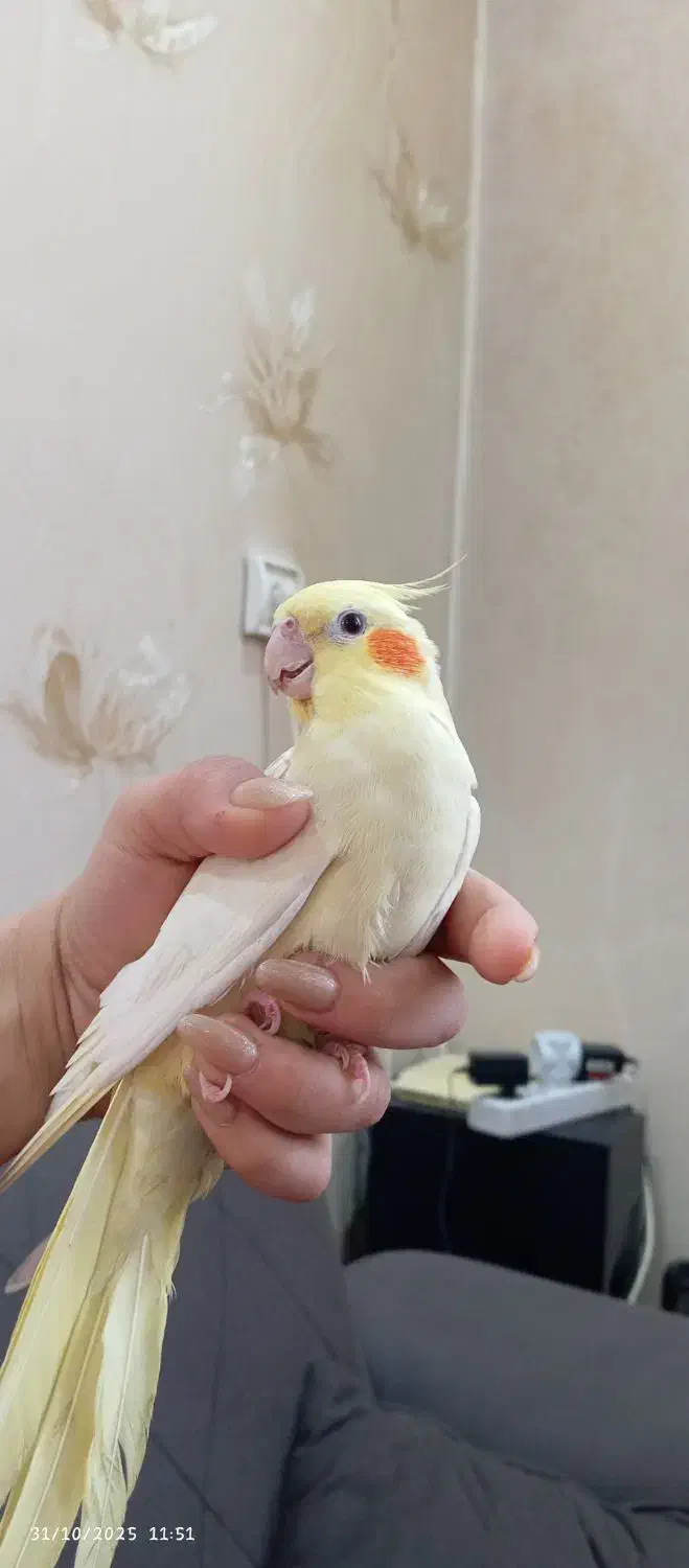 عروس هلندی نر و ماده|پرنده|اندیشه, اندیشه فاز ۱|دیوار