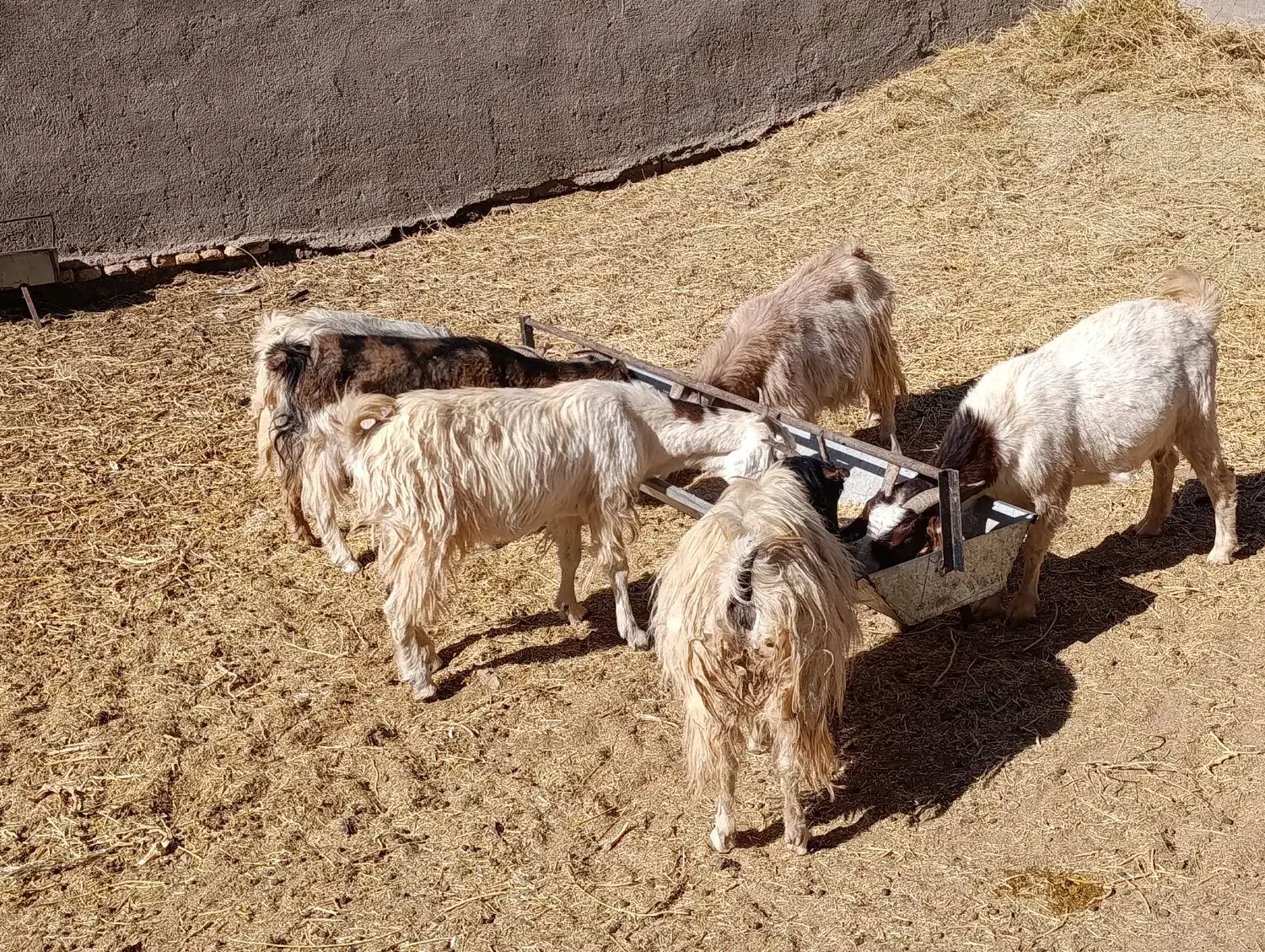 بزه دورگ|حیوانات مزرعه|سده (خراسان جنوبی), |دیوار