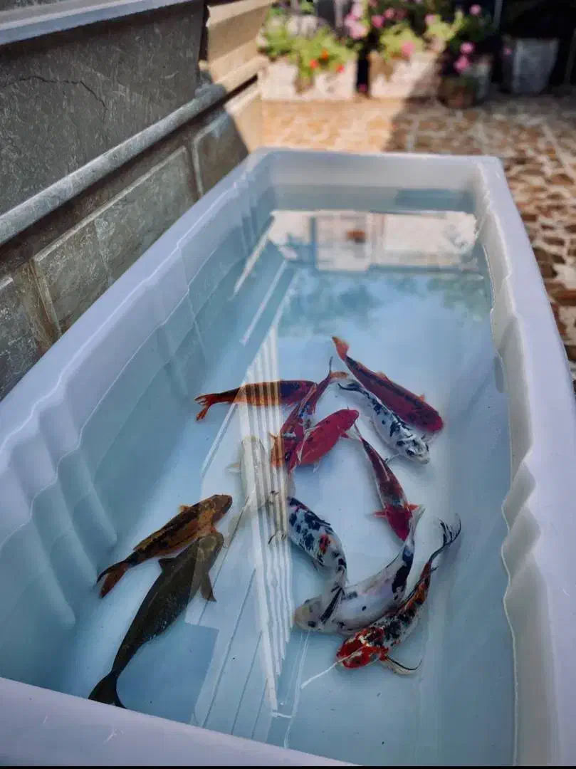 ماهی کوی|ماهی|تنکابن, |دیوار