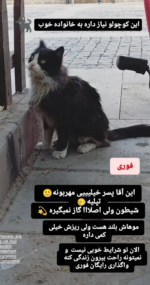 واگذاری رایگان گربه|گربه|اراک, |دیوار