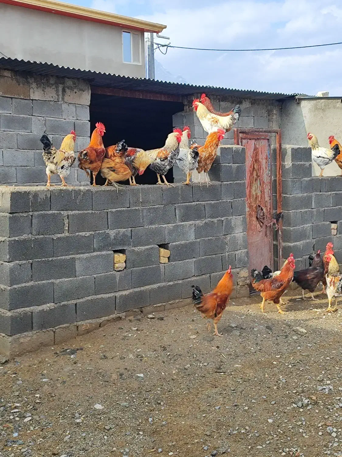 خروس محلی زیر یک سال سنگین برای نذری|حیوانات مزرعه|صحنه, |دیوار