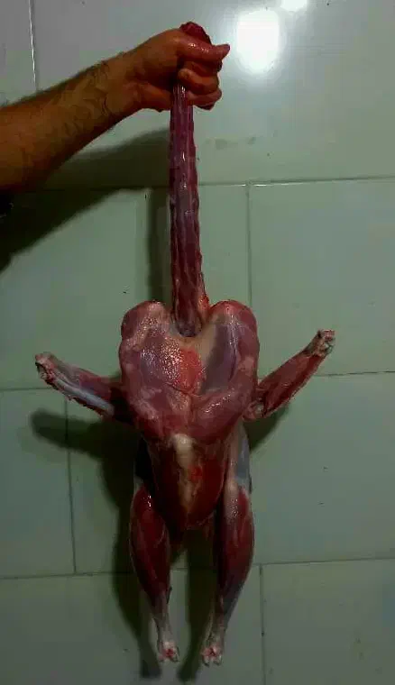 بوقلمون محلی نر قیمت مناسب کُلی و جزئی|حیوانات مزرعه|شاندرمن, |دیوار