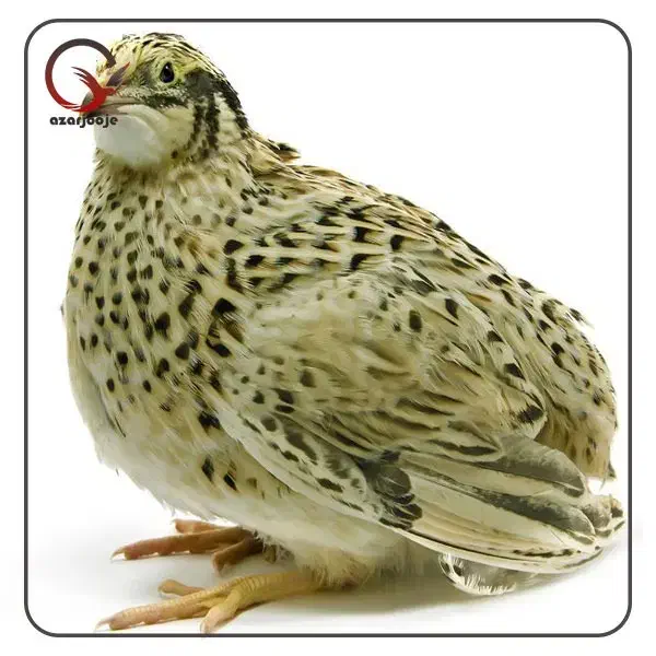 بلدرچین و تخم بلدرچین|حیوانات مزرعه|قم, آزادگان|دیوار