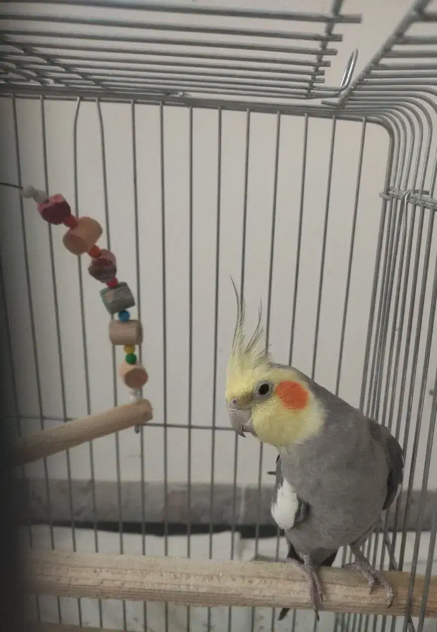 عروس هلندی مولد|پرنده|ملایر, |دیوار