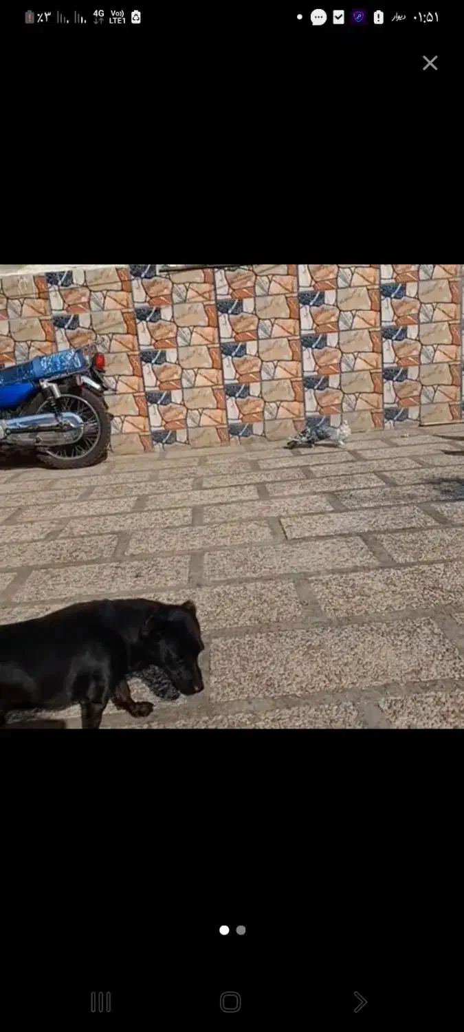 سگ گم شده|حیوانات|آمل, |دیوار