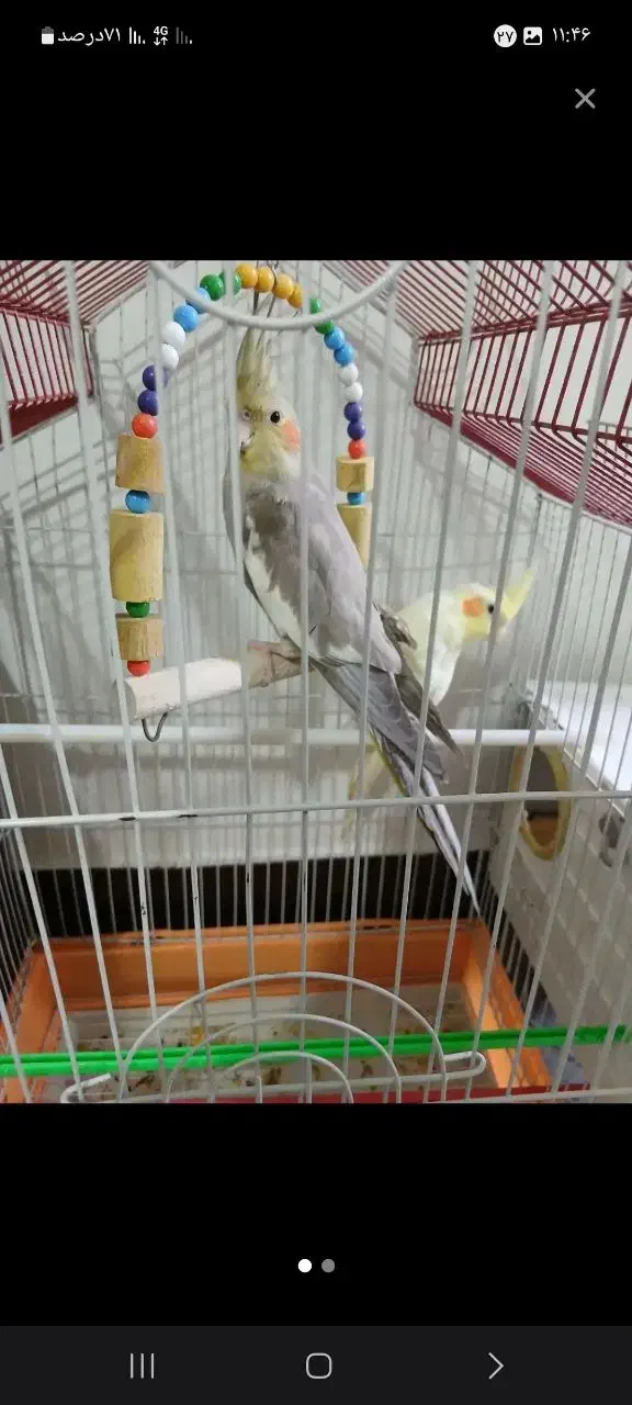 عروس نر ۸ ماهه طوسی|پرنده|قم, ناصردیوان|دیوار