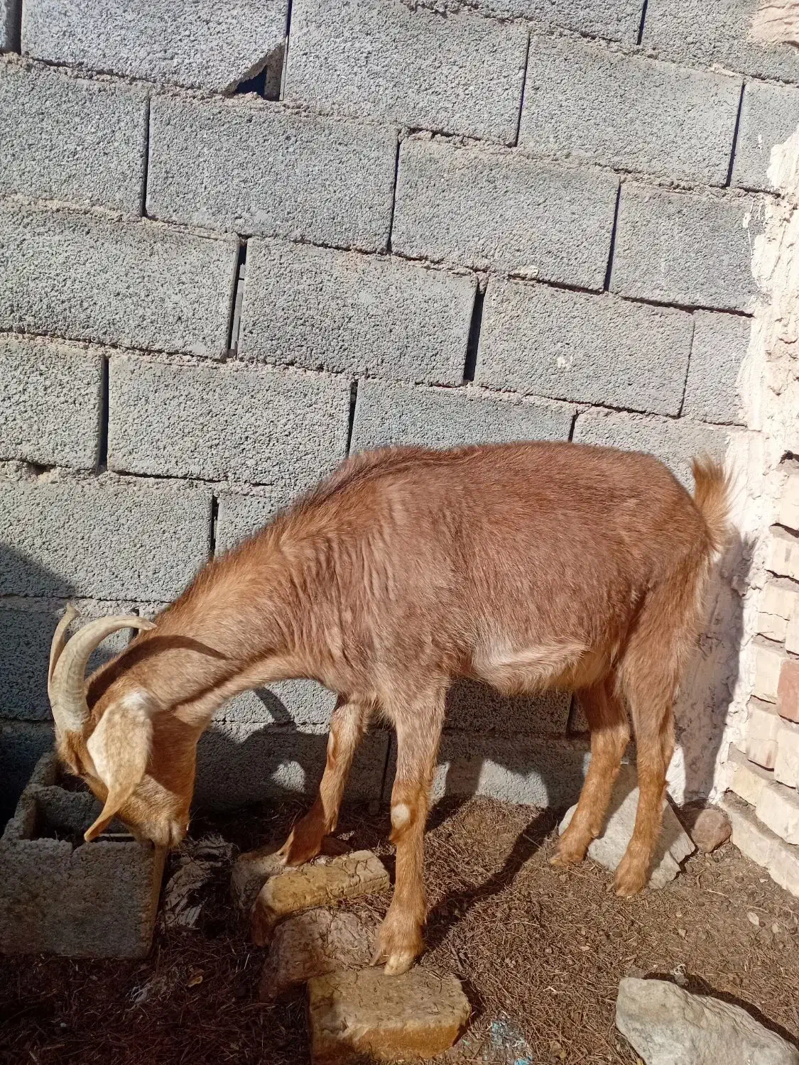 بزفروشی|حیوانات مزرعه|بیرجند, |دیوار