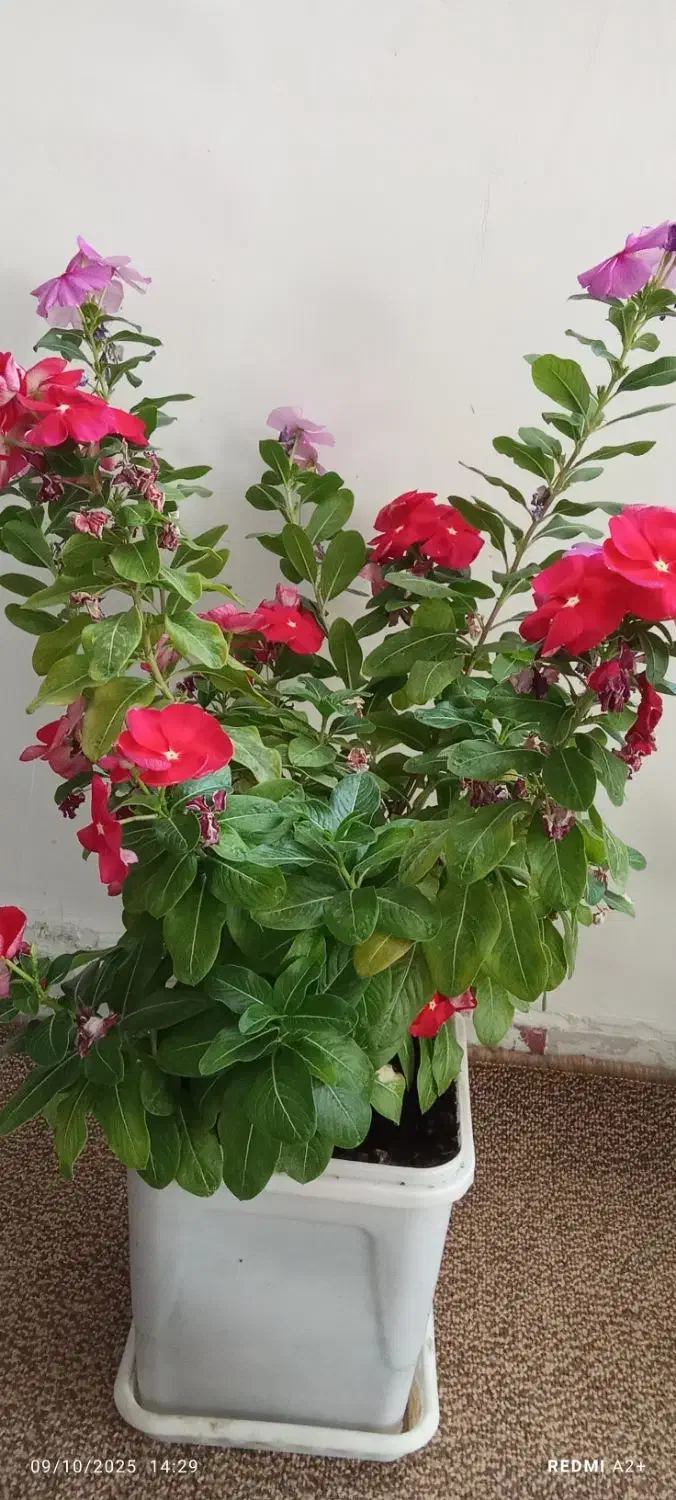 گل طبیعی زیبا|گل و گیاه طبیعی|مریوان, |دیوار