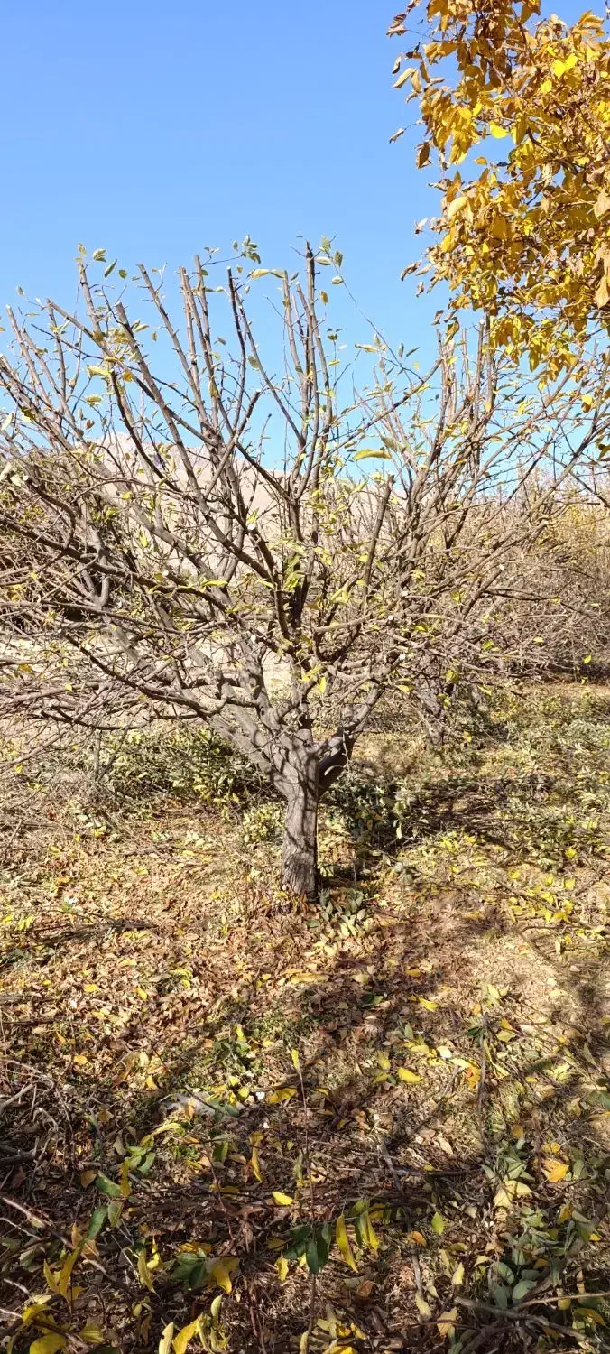 هرس انواع درخت تخصصی مهندسی|خدمات باغبانی و درختکاری|بروجرد, |دیوار