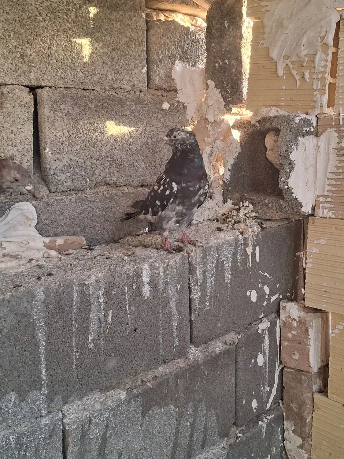 کفتر جفتی|پرنده|صباشهر, |دیوار