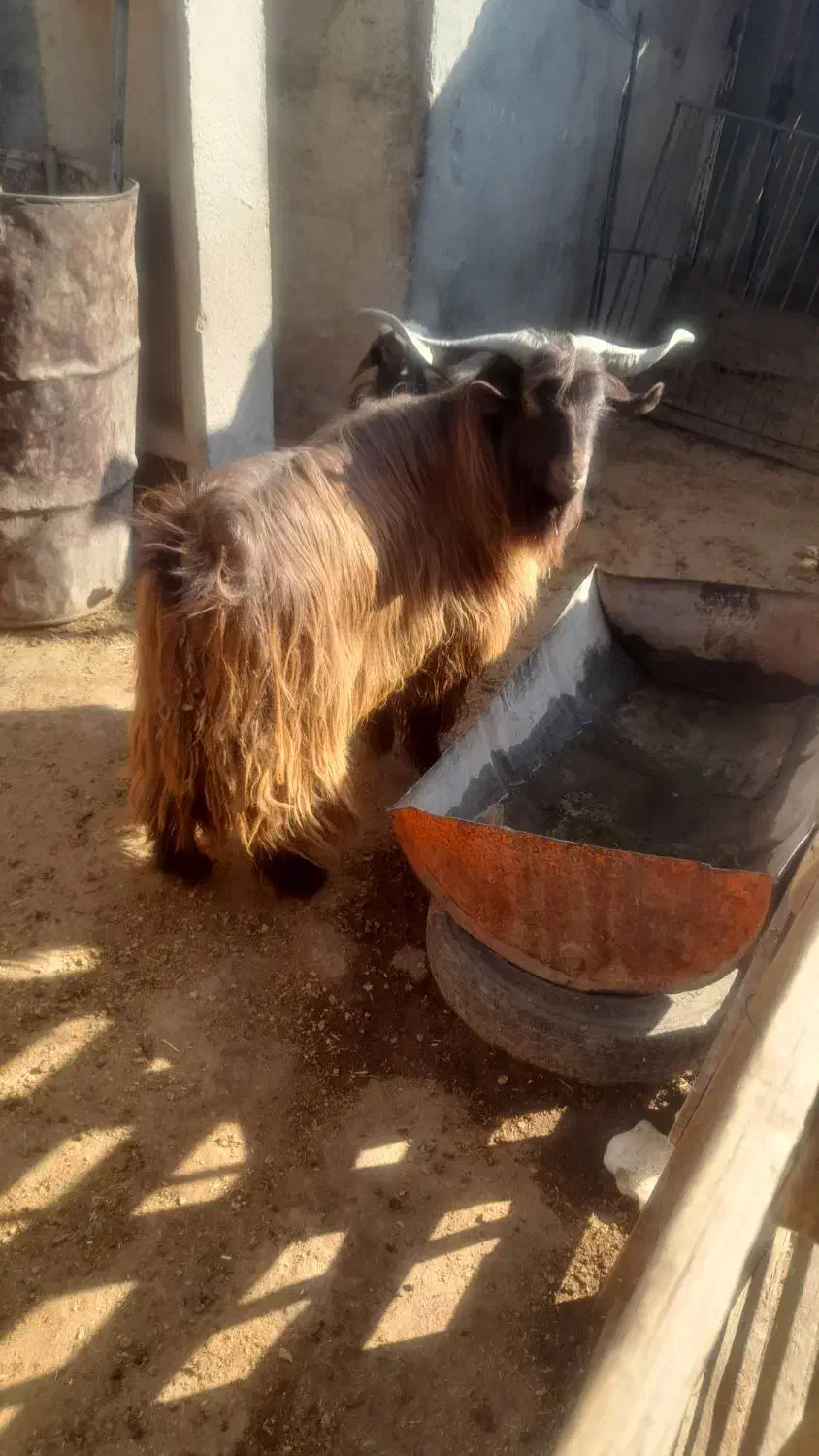 ساورین نر|حیوانات مزرعه|کرمانشاه, |دیوار