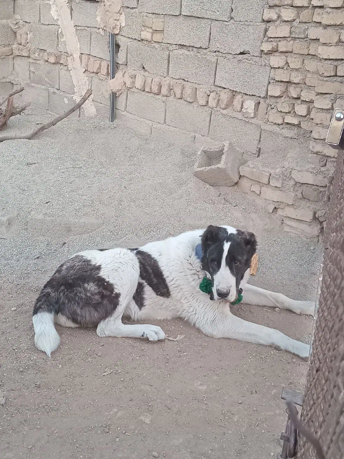 توله الابای اصل|سگ|هشتگرد, خور|دیوار