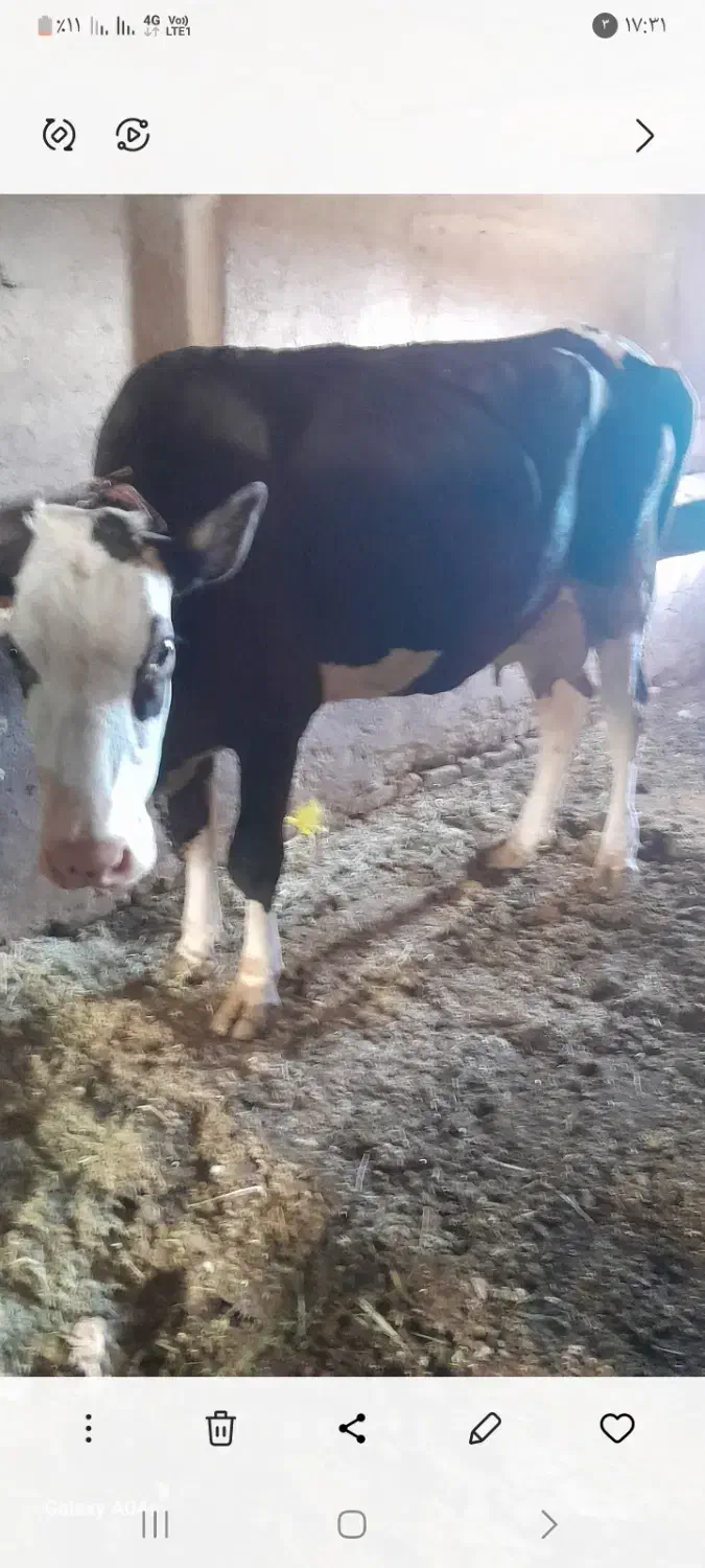 یک راس گاو شکم دوم باگو ساله نر سمینتال|حیوانات مزرعه|قیدار, |دیوار