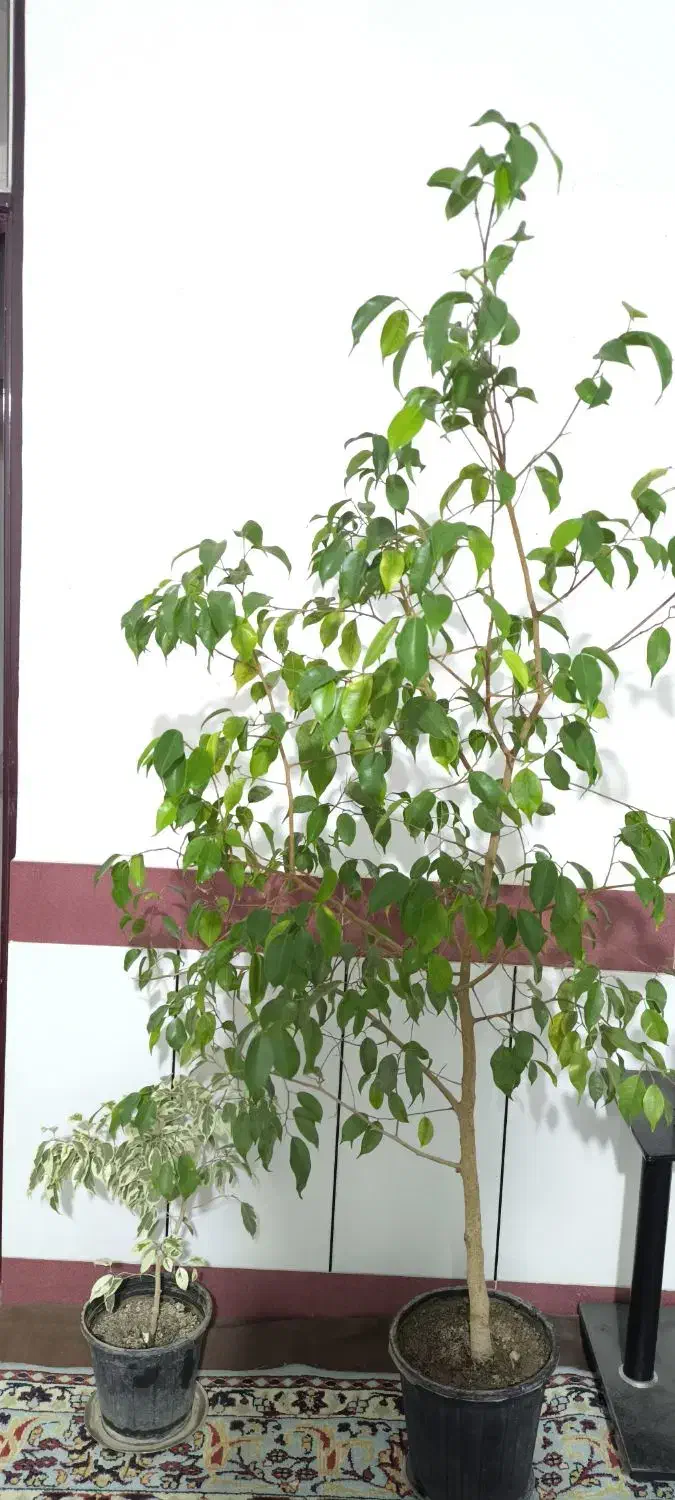 گل گیاه|گل و گیاه طبیعی|میاندوآب, |دیوار